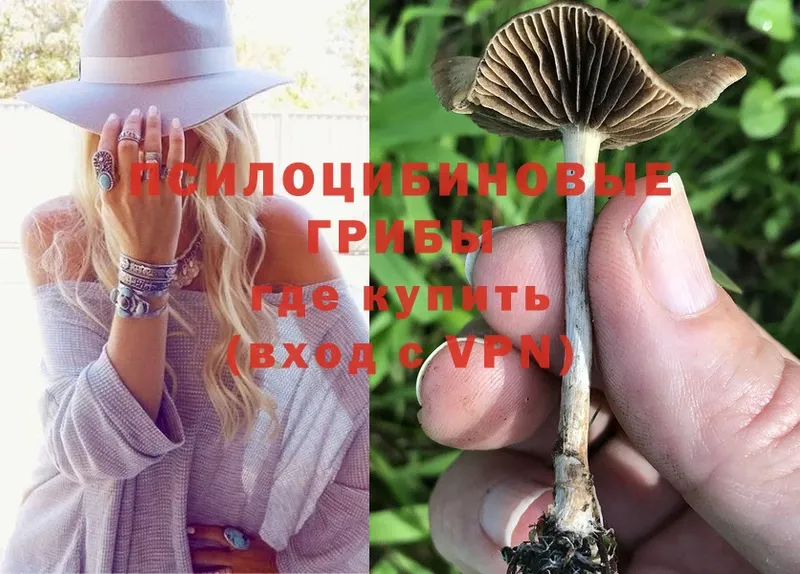 Галлюциногенные грибы Psilocybine cubensis  Владивосток 